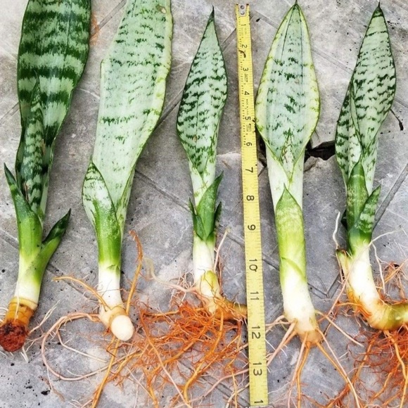 Air Purifier Mother In Law Tongue Snake Plant - Picture 8 of 8